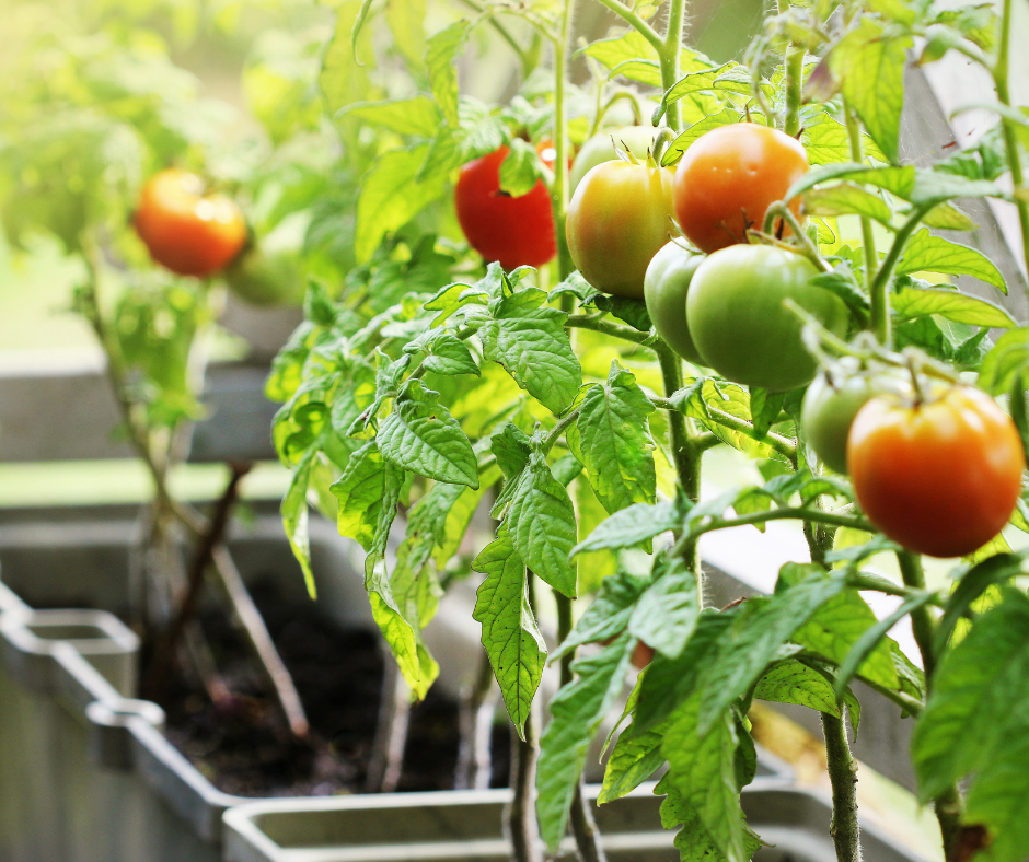 Garden in a Box Program Teaches Local Kids about Growing Healthy Food ...